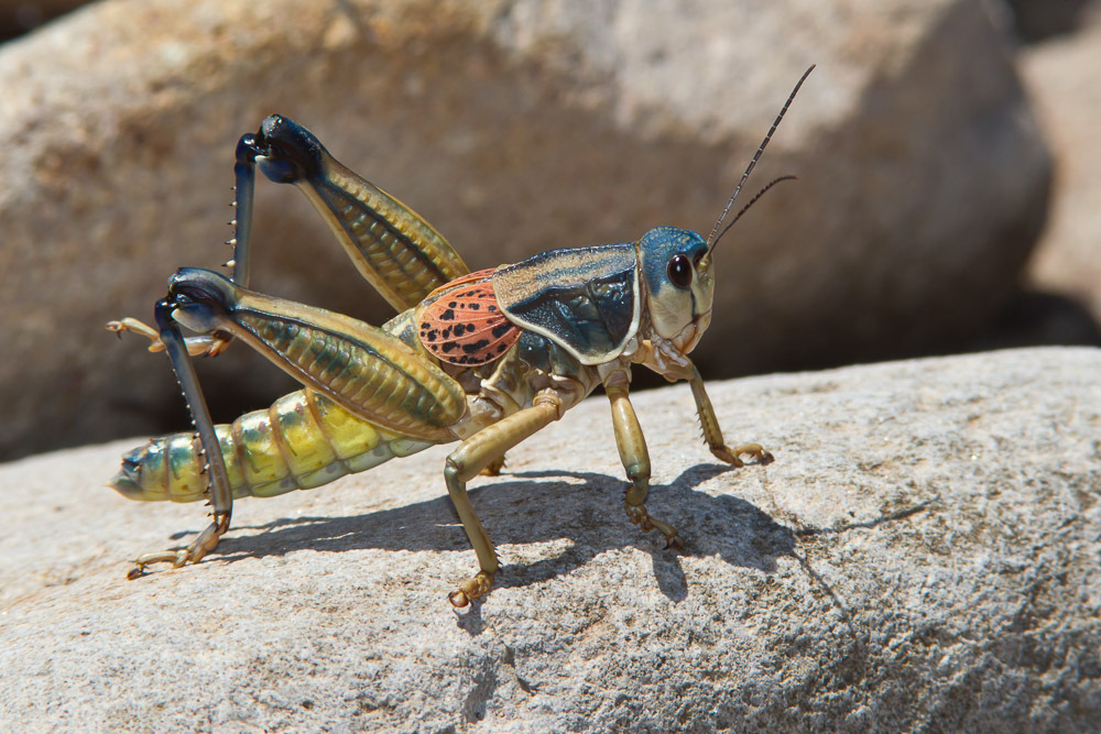 Plains Lubber Grasshopper (Orthoptera Of Iowa) · BioDiversity4All