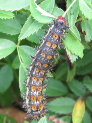 Hemileuca nevadensis