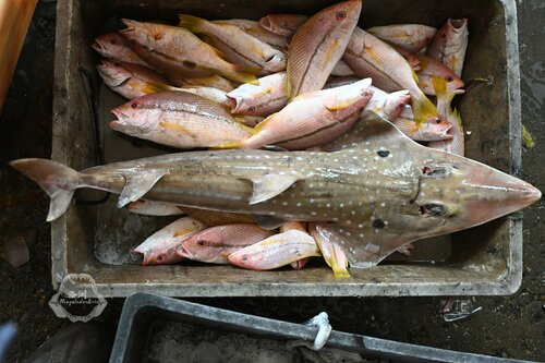 Broadnose Wedgefish