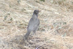 Turdus migratorius propinquus