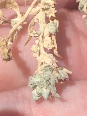 Atriplex fruticulosa