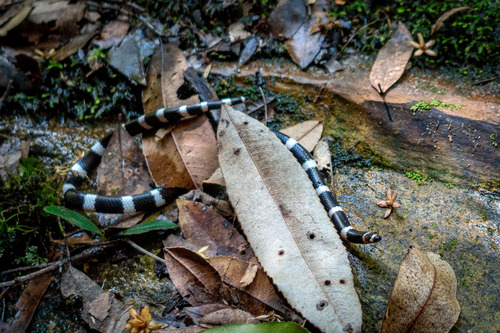 Eastern Bandy Bandy sighting