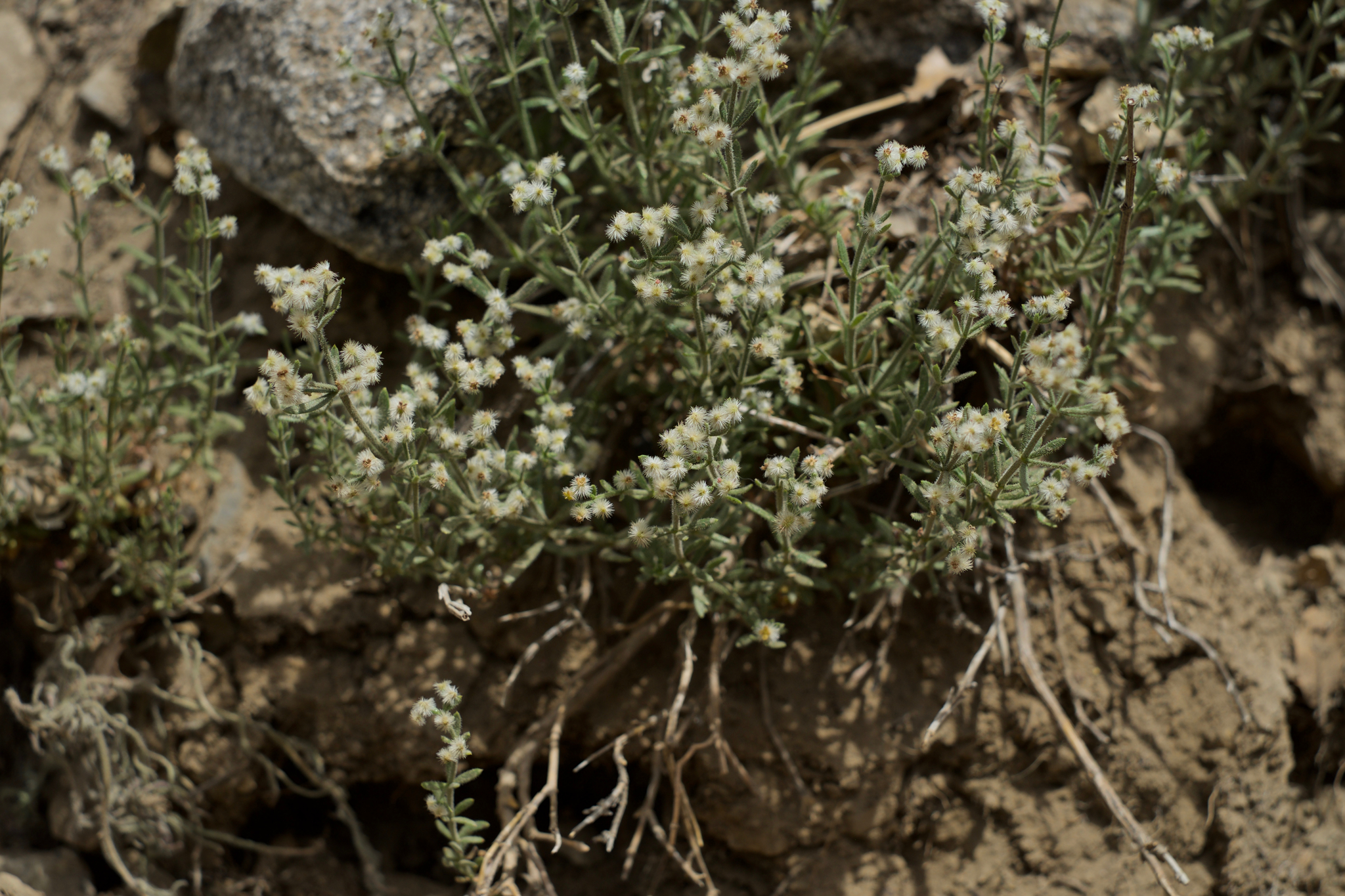 Galium angustifolium ssp. gabrielense