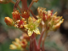 Sedum kiersteadiae