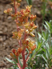 Sedum kiersteadiae