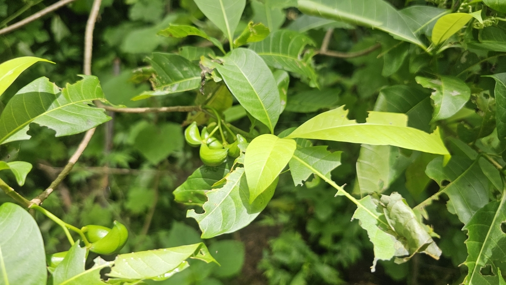 Tabernaemontana pandacaqui (Tabernaemontana pandacaqui)