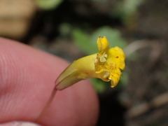 Erythranthe linearifolia