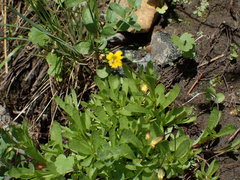 Erythranthe linearifolia