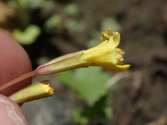 Erythranthe linearifolia