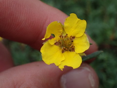 Erythranthe linearifolia