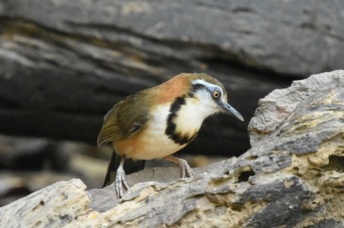 Lesser Necklaced Laughingthrush (Garrulax monileger), photo 8