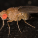 Drosophila simulans - Photo no hay derechos reservados, uploaded by Jesse Rorabaugh