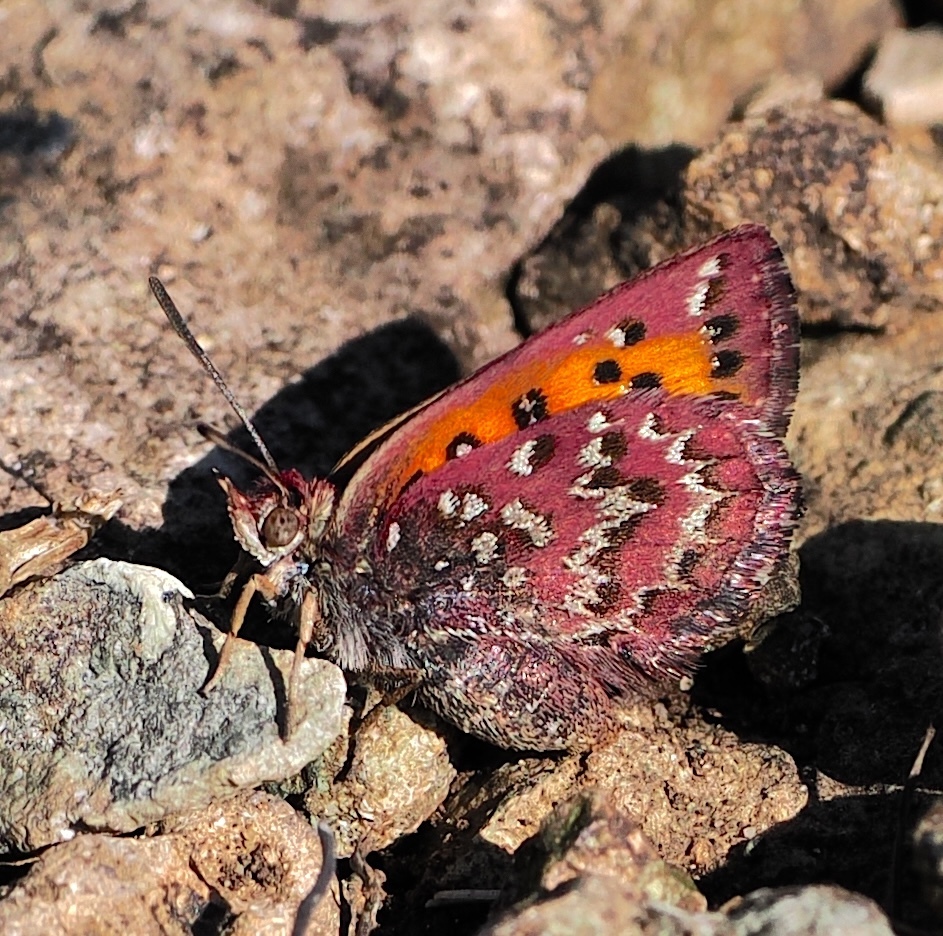 Tite's Copper