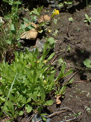 Erythranthe linearifolia
