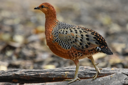 Ferruginous Partridge (Caloperdix oculeus), photo 3