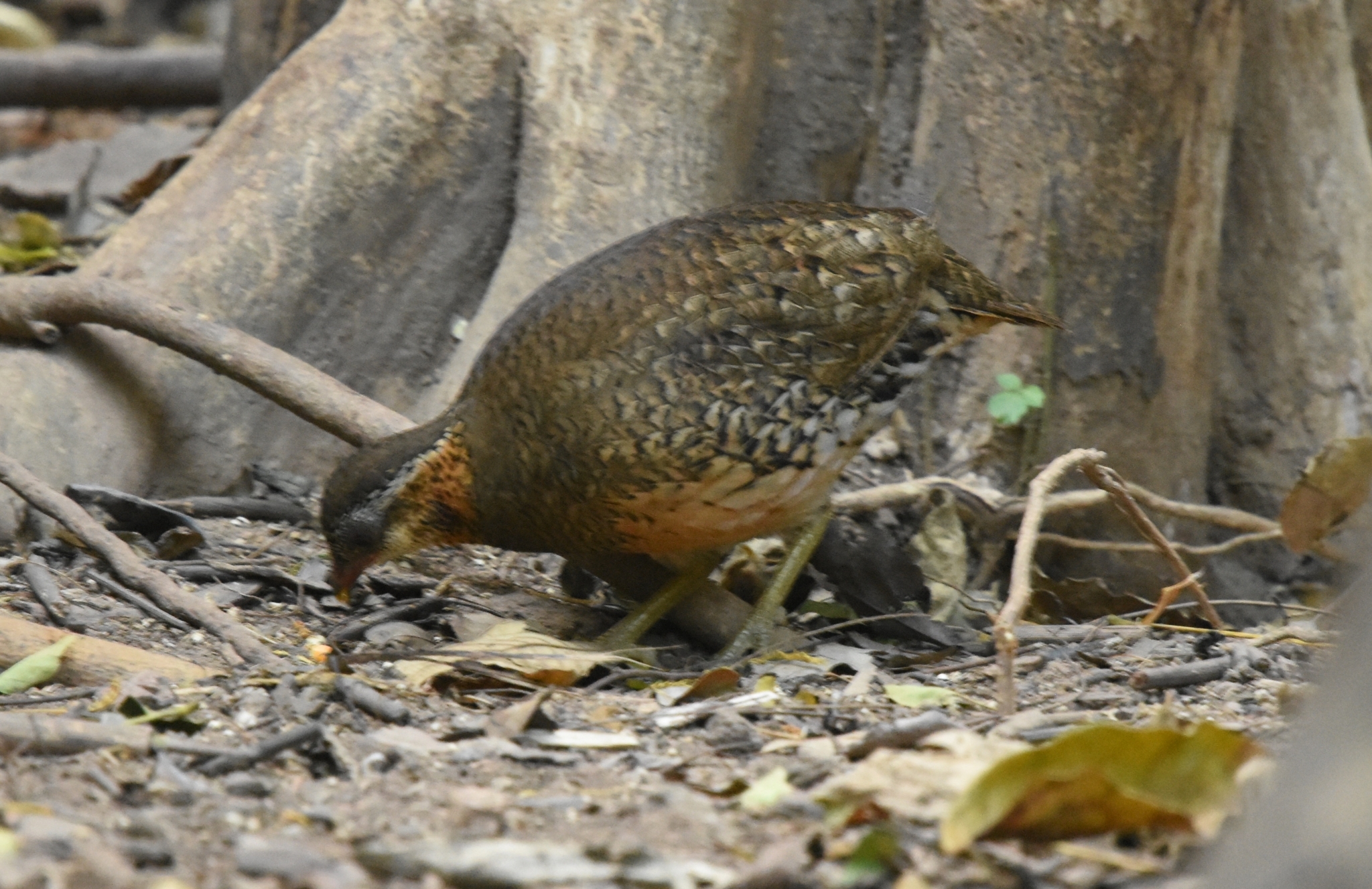 Green-legged Partridge