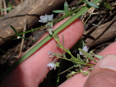 Phacelia pringlei