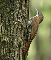 Scaled Woodcreeper photo 5