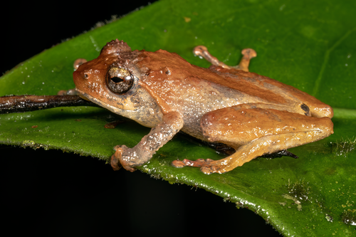 Cloud Bush Frog, Philautus nephophilus