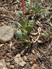 Sedum kiersteadiae