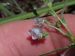 Phacelia pringlei