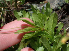 Erythranthe linearifolia