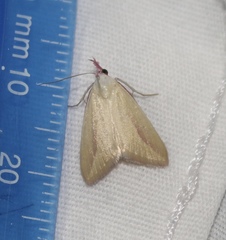 Phytometra obliqualis