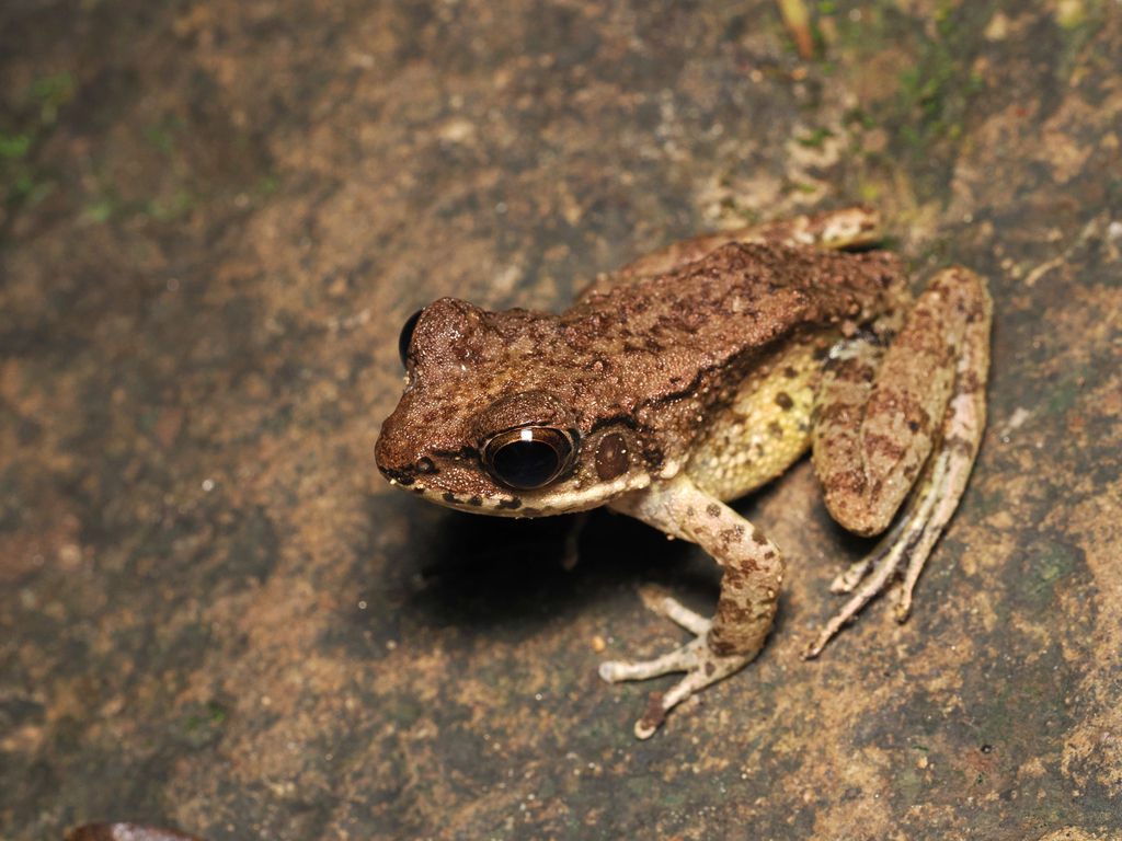 Utsunomiya's Tip-Nosed Frog