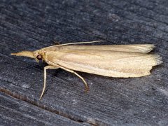 Peoria gematella