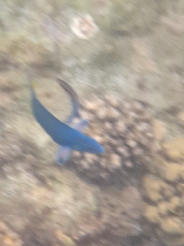 Thalassoma lunare