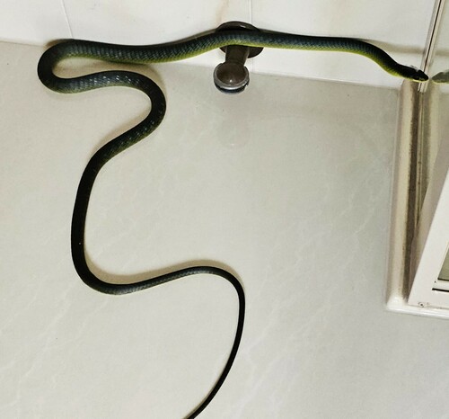 Common Tree Snake sighting