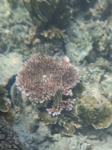 Chaetodon octofasciatus