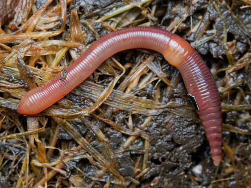 Redhead Worm, photo 4 of 8
