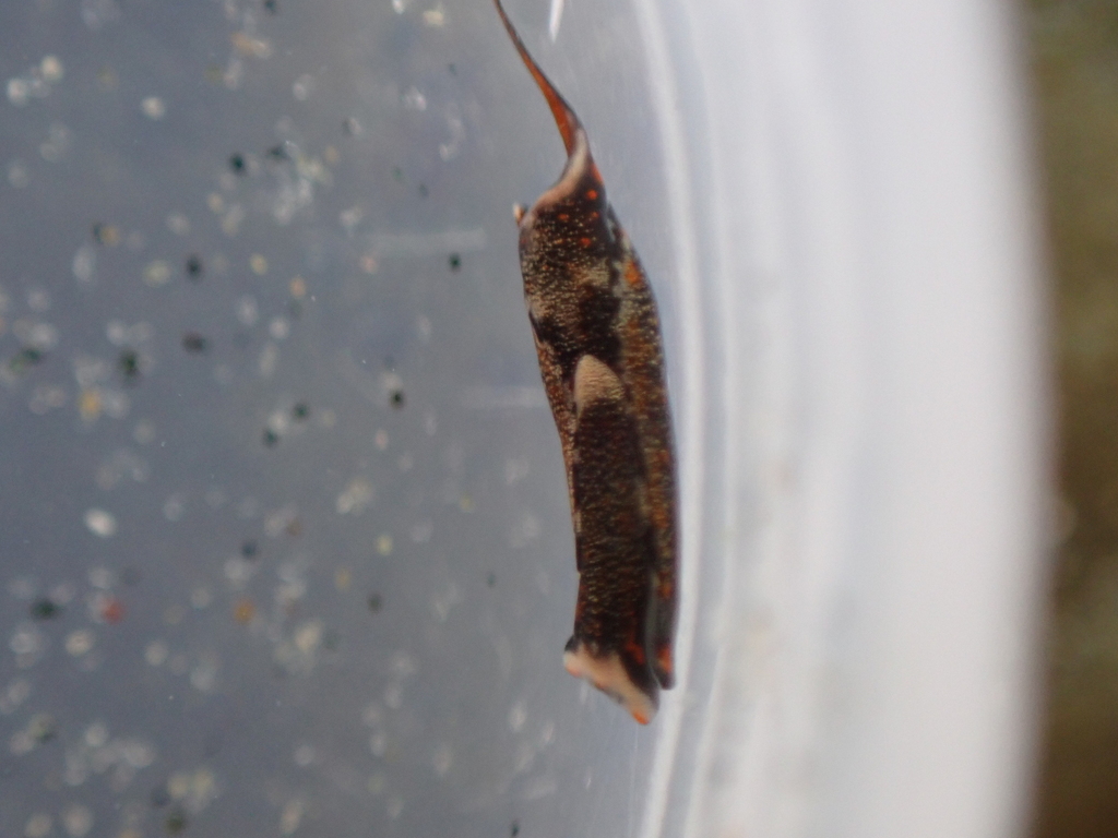 Speckled Swallow-tailed Sea Slug