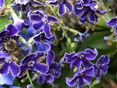 Apis mellifera