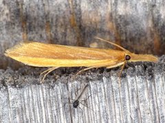 Donacaula albicostellus