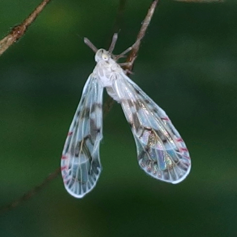Anotia caliginosa
