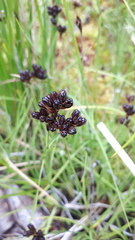 Juncus falcatus