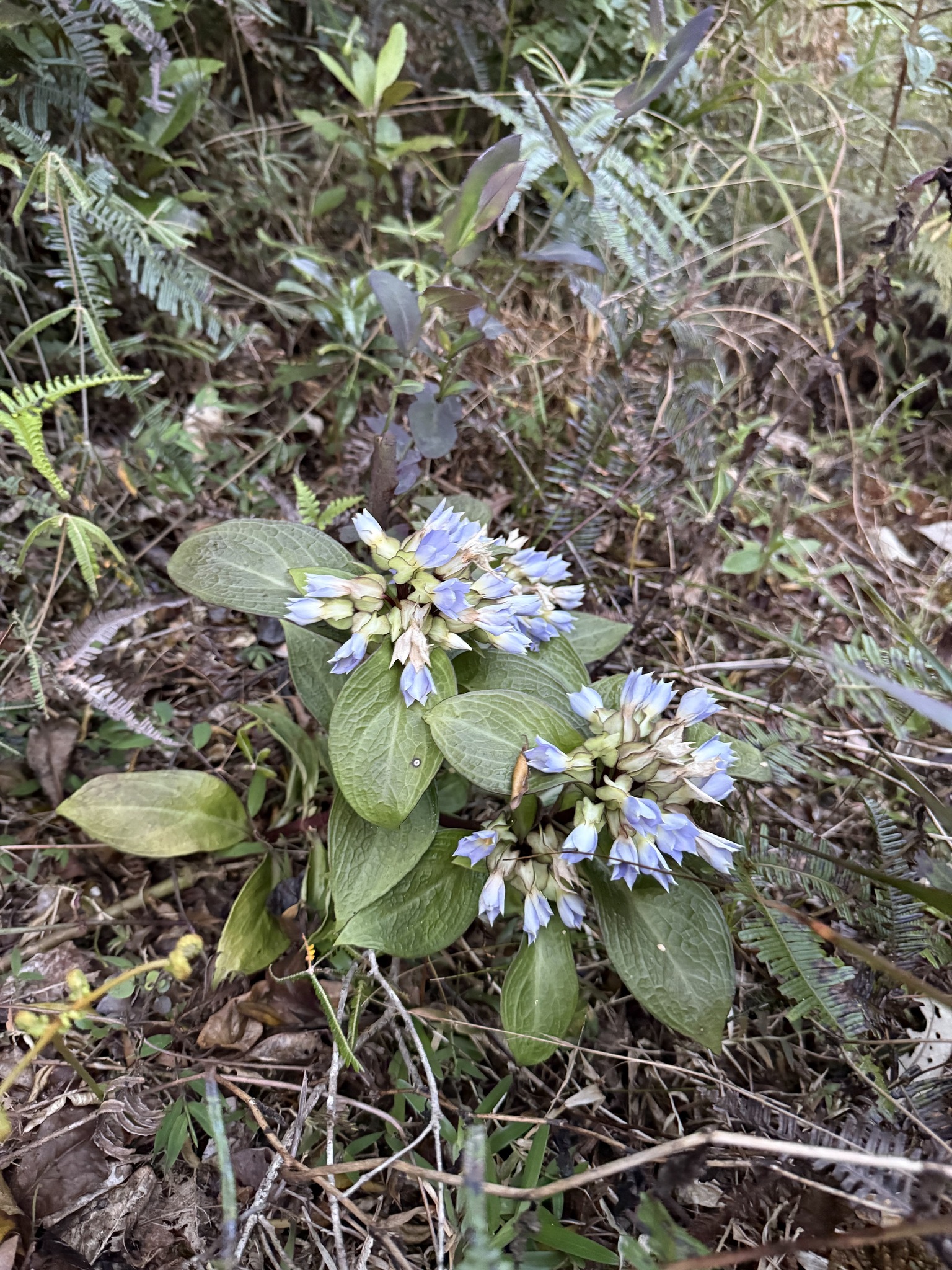 Exacum amplexicaule