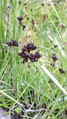 Juncus falcatus