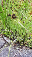Juncus falcatus