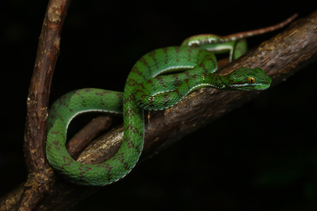 Red-barred Green Pitviper