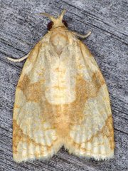 Adoxophyes negundana