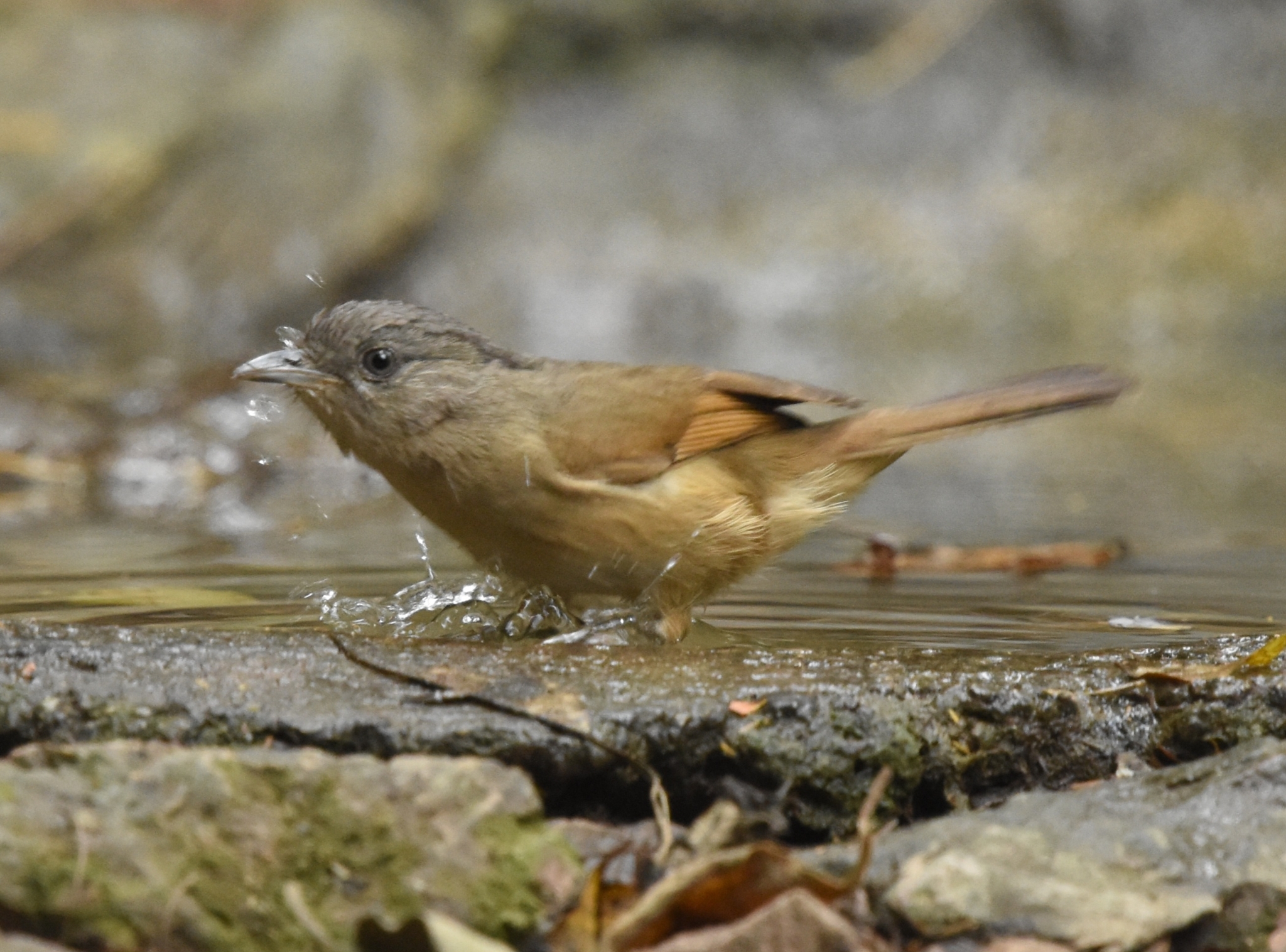 Brown-cheeked Fulvetta (Alcippe poioicephala), photo 7