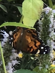 Vanessa virginiensis