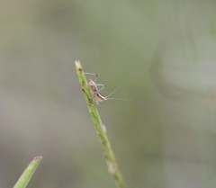 Conocephalus gracillimus
