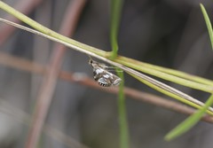 Chrysendeton imitabilis