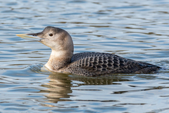 Yellow-Billed Loon photo 2