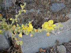 Verbascum mucronatum