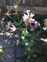 Magnoliopsida
